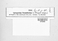 Apiosporium tremulicola image